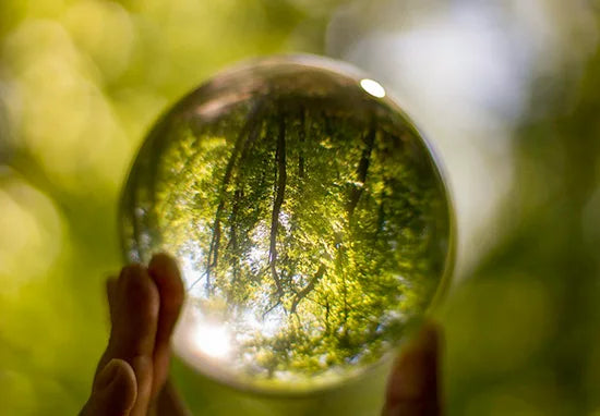 bulle transparente avec une forêt à l'intérieure