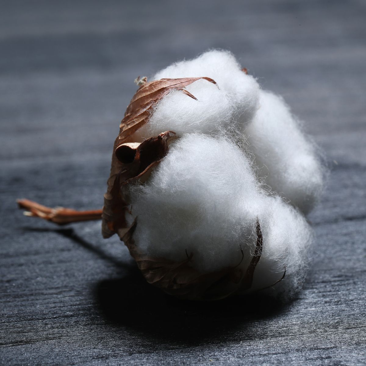 coton biologique
